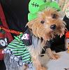 YorkieTalk Ninth Annual Halloween Contest (2013) - Submission thread!-img_1605.jpg