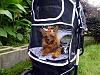 Strollers: Time for a new one-yazmin-divine-07-31-13-9.jpg