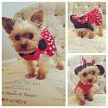 YorkieTalk Ninth Annual Halloween Contest (2013) - Submission thread!-mini_sachi.jpg