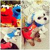 YorkieTalk Ninth Annual Halloween Contest (2013) - Submission thread!-sesame_dog.jpg