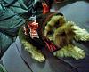 YorkieTalk Ninth Annual Halloween Contest (2013) - Submission thread!-d6e9b8d7-b020-45cc-b6cb-c24aa12b2e60.jpg