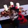 YorkieTalk Ninth Annual Halloween Contest (2013) - Submission thread!-image.jpg