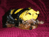 YorkieTalk Ninth Annual Halloween Contest (2013) - Submission thread!-009b450.gif