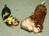 YorkieTalk Ninth Annual Halloween Contest (2013) - Submission thread!-012b450.gif