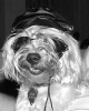 YorkieTalk Ninth Annual Halloween Contest (2013) - Submission thread!-015bwfb400.gif