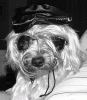 YorkieTalk Ninth Annual Halloween Contest (2013) - Submission thread!-016bw450.gif