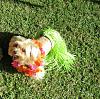 YorkieTalk Ninth Annual Halloween Contest (2013) - Submission thread!-img_1319.jpeg