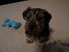 hello everyone im new to yorkie talk :)-20131029_190257.jpg