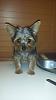 How to tell if my dogs a purebred yorkie!?-1393513_10202554064877056_1343478671_n.jpg