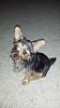 How to tell if my dogs a purebred yorkie!?-1462963_10202554091157713_1295291229_n.jpg