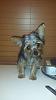 How to tell if my dogs a purebred yorkie!?-1463764_10202545917993389_579741039_n-1-.jpg