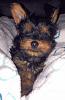 Purebred Yorkie or a mixed breed?-image.jpg