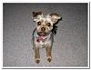 Introduction. What breed is this?-bessie-post-haircut.jpg