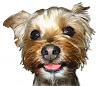 Good deals on dog stuff!-twiggy-feb21.jpg