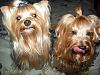 Happy "I Love My Yorkie" Day!-1396042_766780223347557_20245322_n.jpg