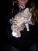 One day I will learn to just say NO!!-kitty.jpg