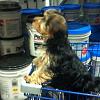 Your dog is NOT a Yorkie!-mobile-77-.jpg