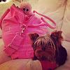 Please Please get pet insurance!-photo-3.jpg
