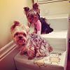 Please Please get pet insurance!-photo-2.jpg