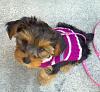 Your dog is NOT a Yorkie!-mobile-27-.jpg