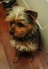 Is Oliver aka Ollie a yorkie?-vacation13-372.jpg