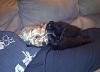 Yorkies and cats-mia-smokey-img-20120305-00283_a_g_b_c_800x579.jpg