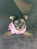 New to Yorkie talk! meet my baby Zoey :)-cid-408.jpeg