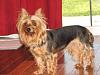 is anyone's Yorkie longer than the average yorkie?-pimg0656_010.jpg