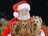 any cute christmas yorkie pics?-image.jpg