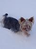 any cute christmas yorkie pics?-photo-1.jpg