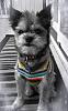 yorkie and affenpinscher mix-image.jpg