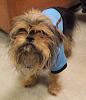 yorkie and affenpinscher mix-brussels.jpg