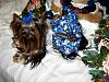 Let's see your black and gold yorkies!!-img_0147.jpg