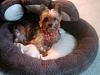 Let's see your black and gold yorkies!!-julie.jpg