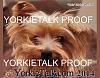 YorkieTalk 2014 Calendars - ORDER TODAY!-01-cover.jpg