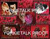 YorkieTalk 2014 Calendars - ORDER TODAY!-04-february.jpg