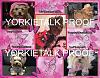 YorkieTalk 2014 Calendars - ORDER TODAY!-10-may.jpg