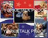 YorkieTalk 2014 Calendars - ORDER TODAY!-14-july.jpg