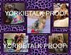 YorkieTalk 2014 Calendars - ORDER TODAY!-16-august.jpg