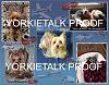 YorkieTalk 2014 Calendars - ORDER TODAY!-18-september.jpg