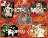 YorkieTalk 2014 Calendars - ORDER TODAY!-22-november.jpg