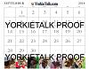 YorkieTalk 2014 Calendars - ORDER TODAY!-19-sep.jpg