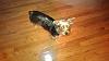 Let's see your black and gold yorkies!!-1470174_10202731647921890_17839557_n.jpg