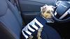 Let's see your black and gold yorkies!!-1424526_10202608851412054_162577972_n.jpg