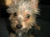 Here's Lida!-dog-pictures-006.jpg