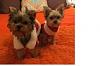 New Yorkie Parents-sophie-toby.jpg