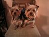 Any other Yorkies have one floppy ear?-bucket-10.jpg