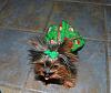 YorkieTalk Ninth Annual Halloween Contest 2013 WINNERS!!!-remi2.jpg