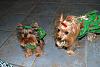 YorkieTalk Ninth Annual Halloween Contest 2013 WINNERS!!!-remi_macy.jpg