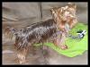 Oscar loves to Play-dsc00219.jpg